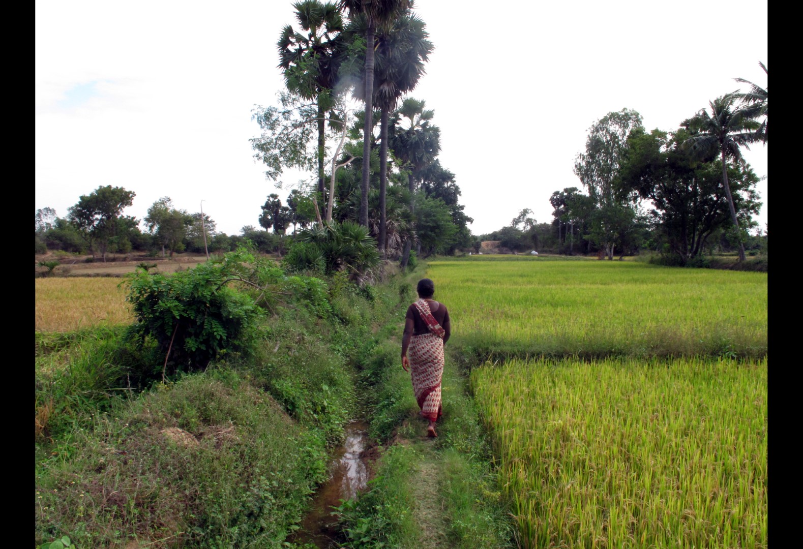 Jayaretina showing me her rice fields