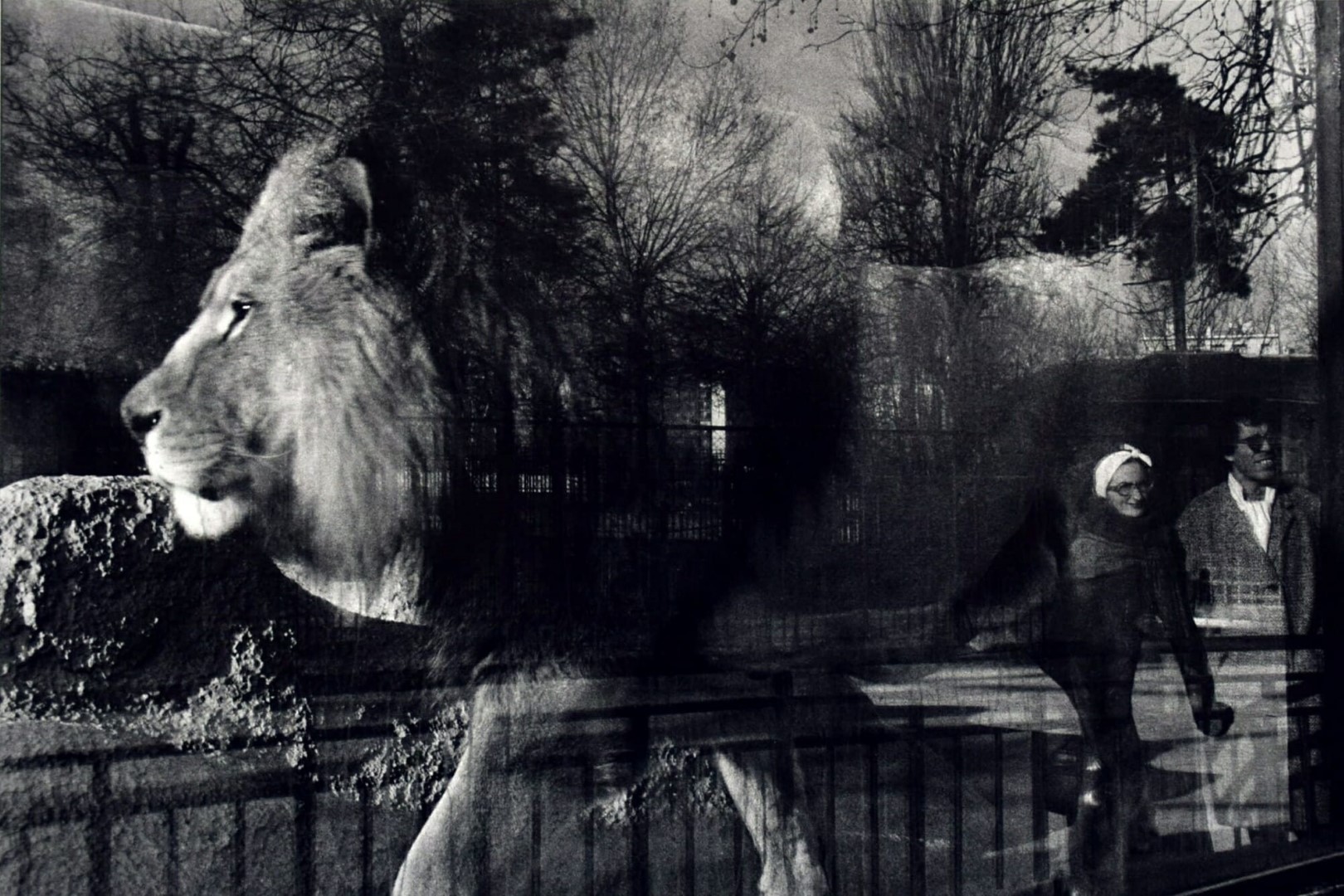 <span style="font-weight:normal;">Lion and Couple, Jardin des Plantes, Paris, 1992</span>