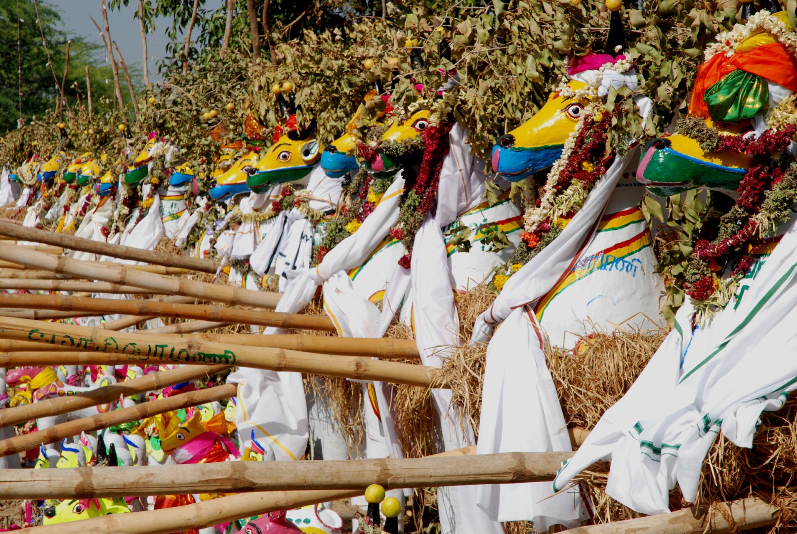 <span style="font-weight:normal;">A line of cows, poles securely tied to their haunches, just a short while before they will be lifted and taken into the shrine. Each is similarly decorated with a white <i>vesti</i>, lemons pierced onto its horns and a multi-coloured flower garland draped over its neck.</span>