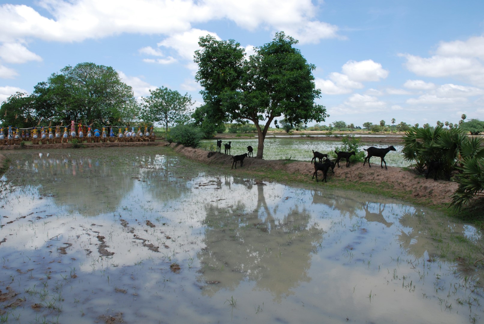 <span style="font-weight:normal;">After leaving the potters' quarters, and before being carried into the shrine, the pieces are placed on the "intermediary grounds," in this case, near flooded paddy fields.</span>