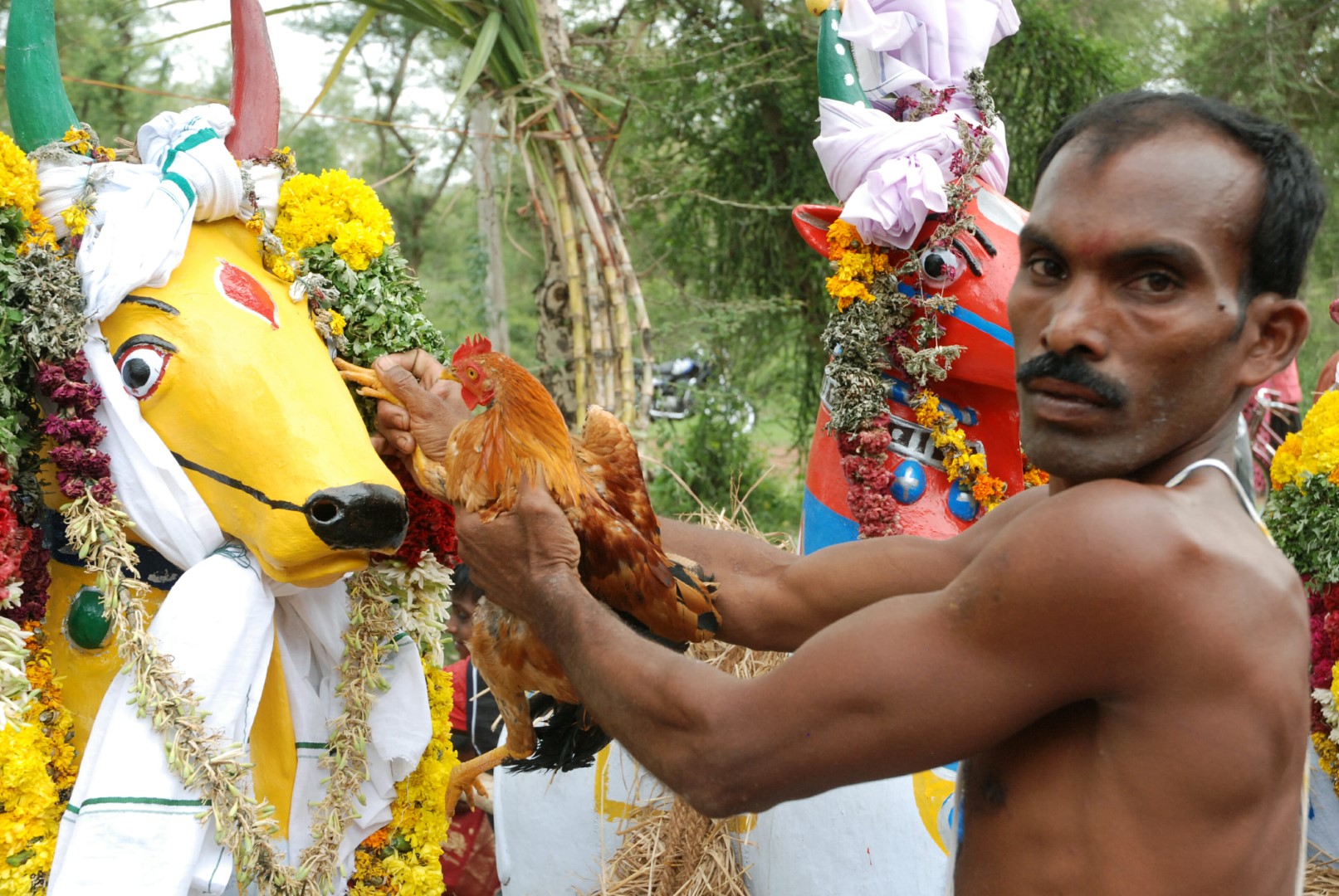 <span style="font-weight:normal;">One of the most important rituals of the festival is called <i>kaan torikal</i>, (literally "eye opening") and occurs just before the offerings are carried into the shrine. <i>Kaan torikal</i> is performed by the chief potter for the festival, who dabs a drop of fresh rooster blood onto the eyes of the principal offerings and by doing so, gives them life. Only then are the previously inanimate statues worthy to enter the shrine and find a place next to their god.</span>