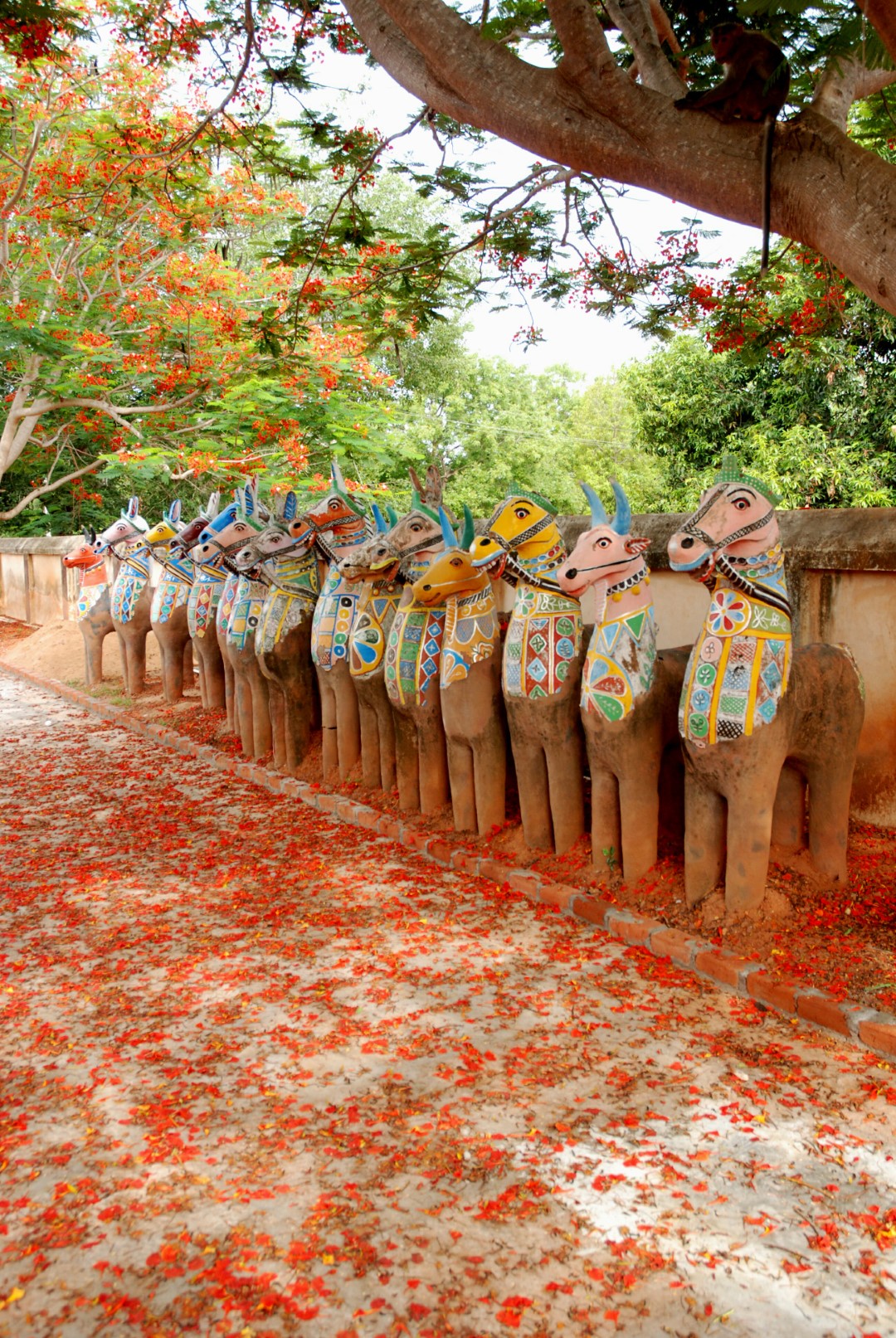 <span style="font-weight:normal;">A line of horses and cows inside a small walled temple complex. The flamboyant tree has shed many of its appropriately named flowers, creating a vivid red carpet.</span>