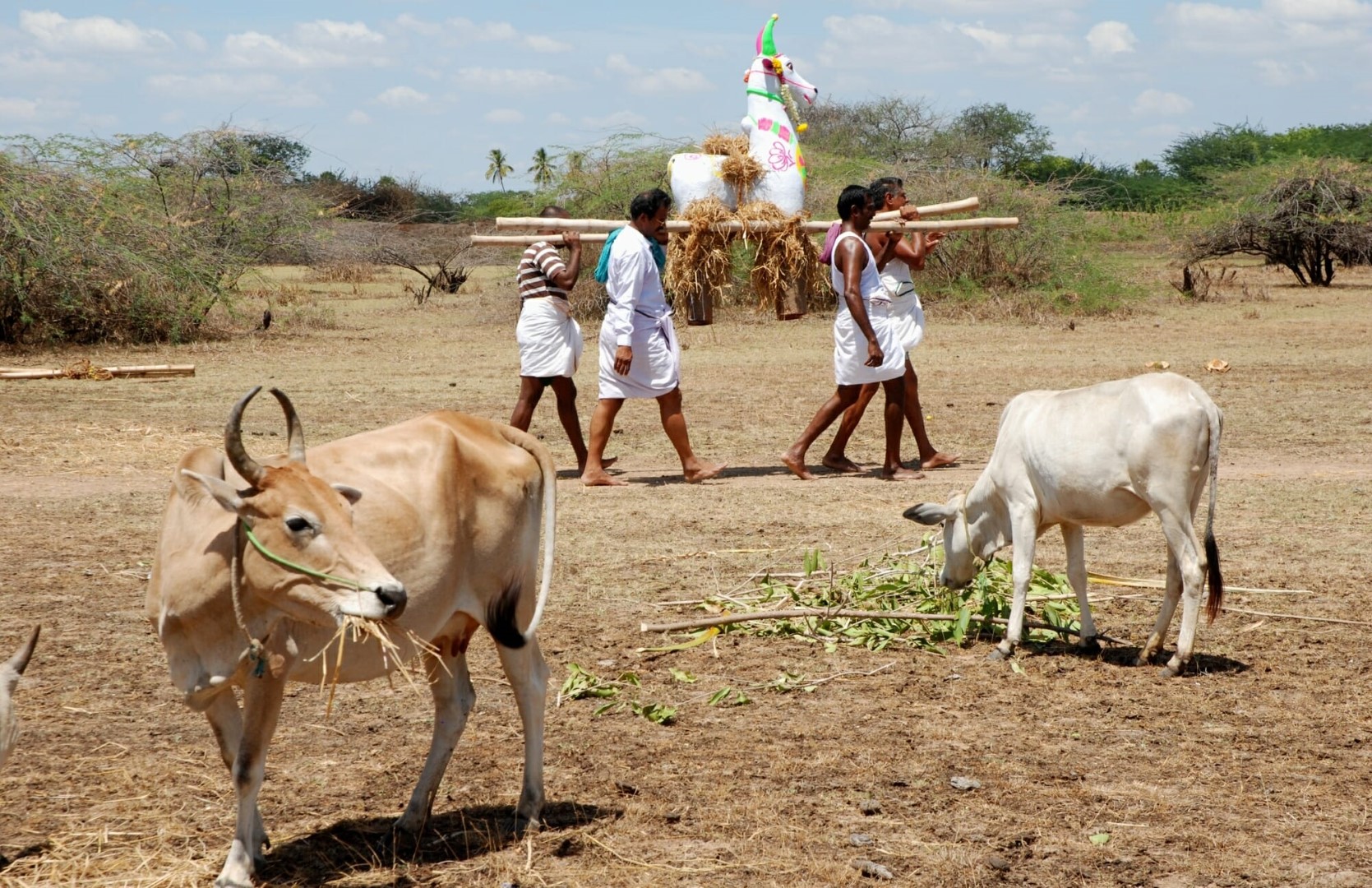 <span style="font-weight:normal;">Four men are needed to carry this cow from the "intermediary grounds" through dried-up pasture land and into the shrine hidden inside a luxuriant sacred grove.</span>