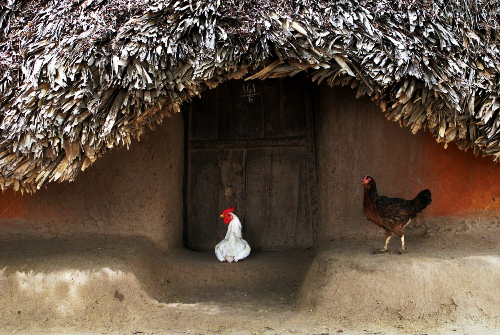 <span style="font-weight:normal;">Two Chickens in Kottur, 2012</span>