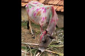 Cows are honoured during Matu Pongal and thus decorated to the hilt