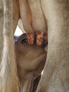 The baby calf returns to her mother's nourishing udders