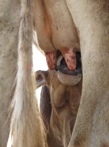 The baby calf returns to her mother's nourishing udders